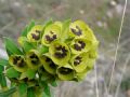 Euphorbia characias